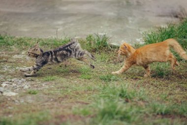 İki evcil kedi, bir tekir ve bir kızıl, dışarıda oynuyorlar, yeşil çimlerde koşuyorlar ve kovalıyorlar.