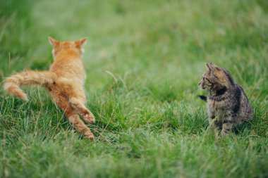 Bir kızıl kedi yeşil çimenlerde koşarken bir tekir kedi dikkatle izliyor, dışarıdaki neşeli hareketi gözlemliyor.