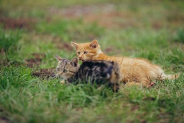 Dışarıda birbiriyle etkileşen iki küçük kedi yavrusu. Bir kızıl kedi miyavlarken bir tekir kedi yavrusu çimlere bakar.
