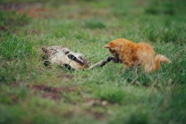 İki evcil kedi canlı yeşil bir çimenlikte şakacı bir şekilde etkileşim halindeler. Bir kedi sırtüstü yuvarlanırken diğeri şakacı bir şekilde yarasalar.