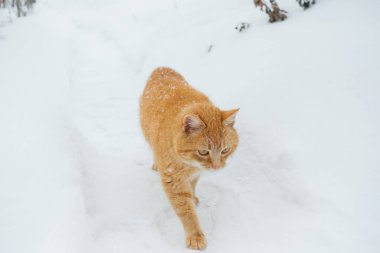 Turuncu kedi, kar tanelerinin kürküne düşüşünü dikkatlice seyrederek, taze, beyaz kış karının içinden geçiyor.