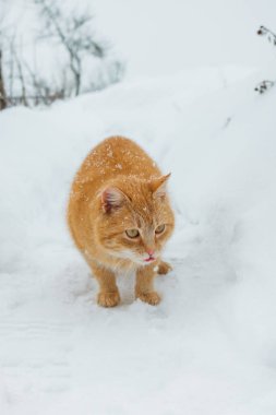 Kızıl kedi soğuk kış gününde karlı bir arazide yürüyor. Evcil bir kedinin hayvan portresi.