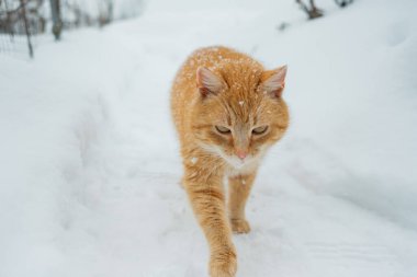 Kızıl kedi dikkatlice izleyiciye doğru yürüyor, kar kürkünde birikiyor soğuk, beyaz kış manzarasında.