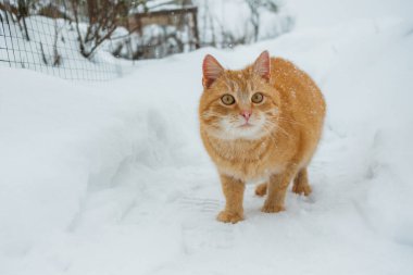 Kizilderili kedi, acik ve taze karin altinda, soguk kis havasina katlaniyor. Kabarık kedi doğrudan bakıyor