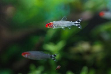 Kırmızı burun tetra, yeşil bitkilerle yüzen popüler bir akvaryum balığı ve tatlı su ortamında çözünmüş başka bir balık.