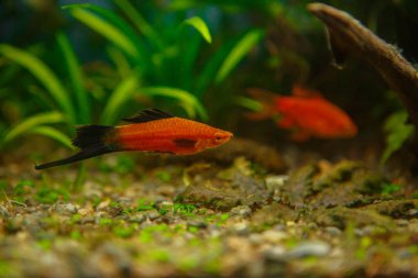 Siyah yüzgeçli kırmızı kılıç kuyruklu balık (xiphophorus hellerii) tropikal tatlı su akvaryumunda sakince yüzüyor.