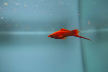 Temiz tatlı su akvaryumunda canlı renkler ve zarif hareketler gösteren kırmızı kılıç kuyruklu balıklar yüzüyor.