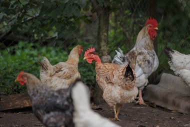 Bir grup evcil tavuk ve çıplak boyunlu bir horoz açık hava çiftliğinde çamurlu zeminde yürüyorlar.