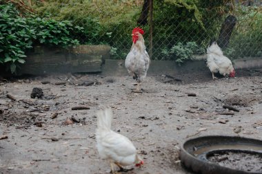 Beyaz tavuklar toprakta yiyecek ararken ve gagalarken kırsal bir çiftlikte dikilen yetişkin horoz.
