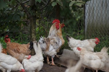 Evcil tavuklar ve iki horoz kırsal bir çiftlikte yan yana duruyorlar. Otlak arazide serbest çiftlikte kümes hayvanları.