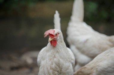 Kırmızı taraklı beyaz et tavuğu ve arka planda bulanık tavuklar bir çiftlikte duruyor.