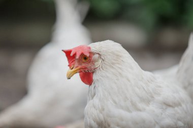 Beyaz tavuk kafası ve kırmızı tarak profili bulanık doğal arkaplan. Kümes hayvanları ve çiftlik hayatını tanımlamak