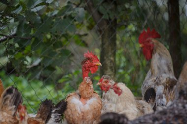 Bir grup tavuk, bir çiftlikte dinlenen ve kırsal kesimdeki yaşamı gösteren, kendine özgü, çıplak bir tavuk ve bir horoz.
