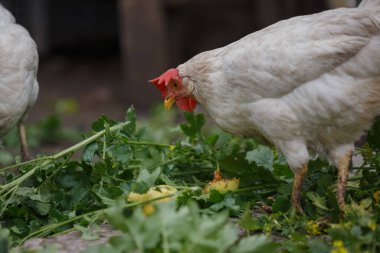 Beyaz tavuk yiyecek arıyor, sağlıklı organik sebzeler yiyor ve bir çiftlikte elma yiyor. Kümes hayvanları dışarıda besleniyor.