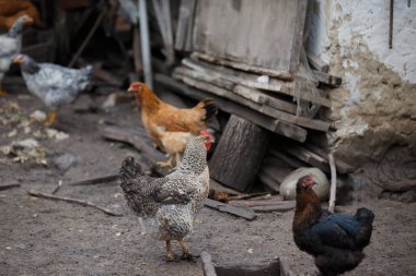 Kırsal bir çiftlikte yürüyen benekli tavuk ve arka planda diğer tavuklar, doğal çevrede evcil kuşları gösteriyor.