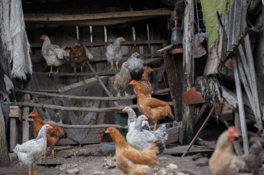 Geleneksel ahşap bir çiftlik kümesinin içinde toprak zemine tüneyip yiyecek arayan bir grup evcil tavuk.