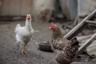 Kırsal bir çiftlikte iki evcil tavuk, biri ön planda benekli tavuk, diğeri arka planda bulanık beyaz kuş.