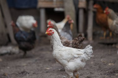 Kırsal kesimde yiyecek arayan bir grup evcil tavuk doğal kümes hayvanları yetiştiriyor.