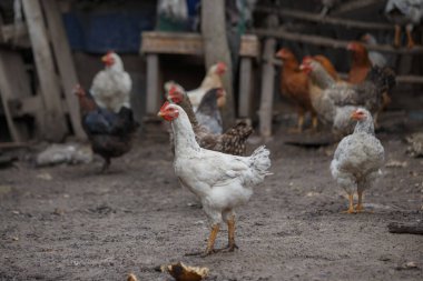 Toprak zeminde yürüyen, kümes hayvanları ve hayvan tarımını temsil eden renkli tüylü bir grup evcil tavuk.