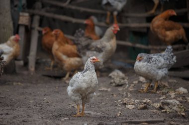 Beyaz ve kahverengi tüylü tavuklar doğal bir çiftlik ortamında toprağın üstünde duruyor ve yürüyor.