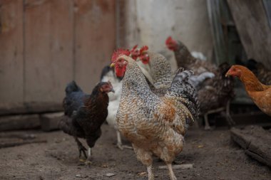 Detaylı bir horoz da dahil olmak üzere bir grup evcil kuş, yiyecek bulmak ve geleneksel bir kırsal kesimde özgürce yaşamak