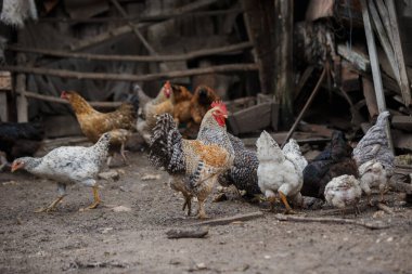 Renkli bir horoz ve sayısız tavuk da dahil olmak üzere evcil kuşlar kırsal bir çiftliğin topraklarında yiyecek arıyorlar.