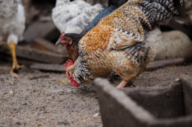 Renkli bir horoz, kırsal bir çiftlik ortamında tavuklarla yiyecek arıyor. Doğal davranışlarını gösteriyor.