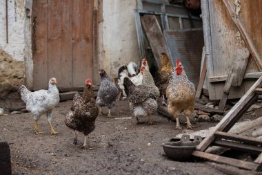 Çamurlu topraklarda otantik organik kümes hayvanlarını betimleyen serbest çiftlik tavukları.