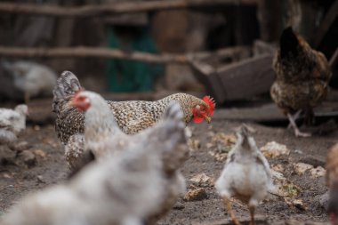 Toprakta yiyecek arayan tavuklar, serbest çiftçilik ve sürdürülebilir tarım örneklerini sunuyorlar.