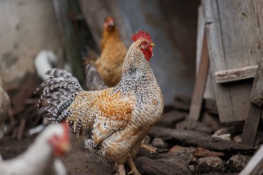 Kırsal bir çiftlikte duran horoz. Arka planda tavuklar görünüyor. Çiftlik hayatını ve kümes hayvanlarını gösteriyor