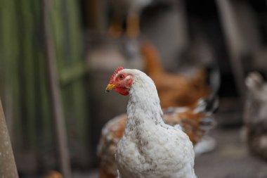 Beyaz çiftlik tavuğu, parlak kırmızı taraklı ve sarı gagalı, solda, bulanık arka planda diğer tavuklara bakıyor.
