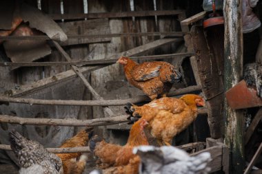 Kahverengi tavuklar geleneksel ahşap tavuk kümesinin içine tüneyip hareket ediyorlar, kırsal alanda serbest kümes hayvanları yetiştiriyorlar.