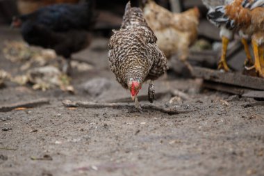 Çamurlu zemini gagalayan yasaklı tavuk bulanık bir çiftlik arka planında diğer tavuklarla yiyecek arıyor.