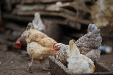 Evcil tavuklar, tarım ve kırsal yaşamı betimleyen, doğal ve kırsal bir çiftlik ortamında serbestçe dolaşır ve beslenirler.