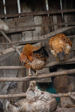 Geleneksel kümesteki ahşap kirişlere tüneyen evcil tavuklar sürdürülebilir çiftçiliği ve hayvan çiftçiliğini sembolize ediyor.