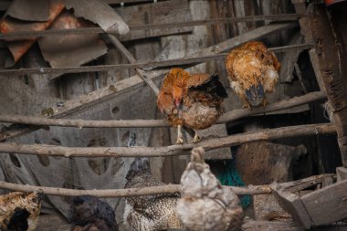 Tavuklar ayakta dikilip, yontulmuş tahtaları olan taşralı, yaşlı bir tavuk kümesinin içindeki kaba ahşap levhalara dadanırlar.