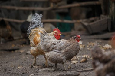 Evcilleştirilmiş horoz ve tavuk kırsal bir çiftlik ortamında toprak zeminde duruyor ve besleniyorlar. Kümes hayvanları konsepti