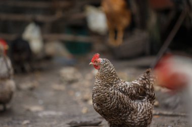 Parmaklıklı Plymouth Kaya Tavuğu bir çiftlik bahçesinde toprak zemin üzerinde duruyor, diğer bulanık tavuklarla çevrili
