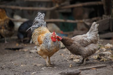 Büyük renkli horoz dikilirken tavuk tarağını gagalarken diğer tavuklar bulanık arka planda beslenir.