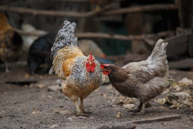 Kırsal bir çiftlikte dişi ve erkek evcil tavuklar, arka planda diğer kümes hayvanlarıyla birlikte yerde arama yapıyorlar.