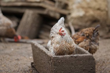 Yemlikte oturan tavuk ve diğer tavuklar kırsal bir çiftlik ortamında yemek için kaşınıyor.
