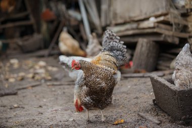 Bir tavuk ve horoz da dahil olmak üzere evcil kümes hayvanları, geleneksel kırsal kesimde çamurlu zeminde geziniyorlar.