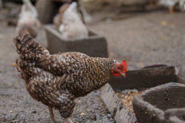 Beton bir yalaktan beslenen benekli tavuk basit bir kümes hayvanı çiftliği ve hayvan tarımı manzarasını gösteriyor.