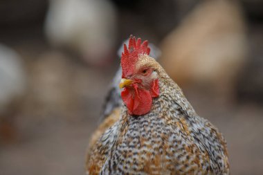 Kırmızı tarak ve gerdanlı benekli tavuk, kırsal bir serbest kümes hayvanı çiftliğinde yan profil, kuş tüyü ve gagasını gösteren yakın plan.