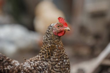 Evcil tavuk benekli kahverengi ve beyaz tüyler ve kırmızımsı tarak gösteriyor. Bir çiftlikte özgürce yaşamak