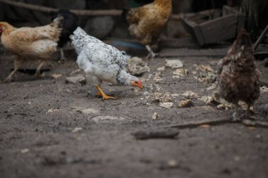 Benekli tavuk yerde yiyecek için gagalarken diğer kahverengi tavuklar kırsal bir çiftlik arka planında yürüyor ve yiyecek arıyor.