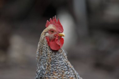 Horoz kırmızı bir tarak ve gerdanlık ile bir çiftlik avlusunda duruyor, ayrıntılı baş ve desenli tüyler sergiliyor