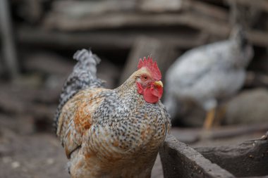Renkli tüyleri olan yerli bir horoz ve kırsal bir çiftlik ortamında dışarıda duran kırmızı bir tarak, ileriye bakıyor.