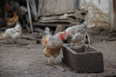 Kırsal bir çiftlikte diğer tavuklar ve arka planda bir besleyiciyle duran horoz geleneksel kümes hayvanlarını betimliyor.