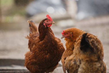 Açık havada duran kahverengi tüylü ve kırmızı taraklı bir grup evcil tavuk kümes hayvanları ve çiftlik hayatını temsil ediyor.
